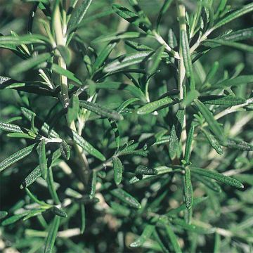 Alecrim - Ferme de Sainte Marthe Bio - Rosmarinus officinalis