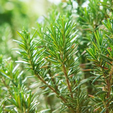 Alecrim sementes - Rosmarinus officinalis