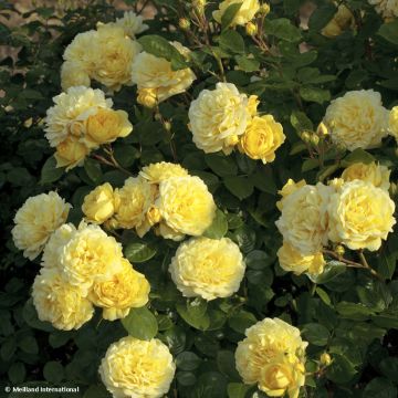 Roseira floribunda Anny Duperey