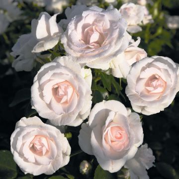 Roseira miniatura Aspirin Rose