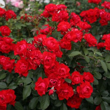 Roseira miniatura Black Forest Rose