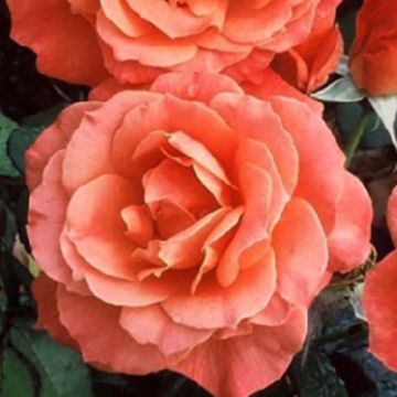 Roseira padrão Fellowship