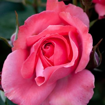 Roseira floribunda Pernille Poulsen