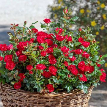Roseira miniatura Zepeti