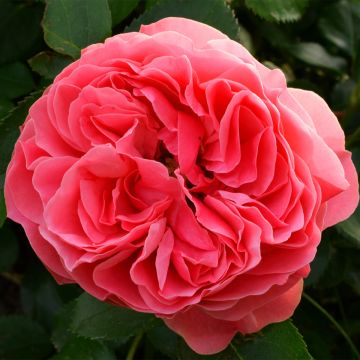 Roseira floribunda Pick'n Go
