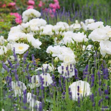 Roseira paisagística Flower Carpet White