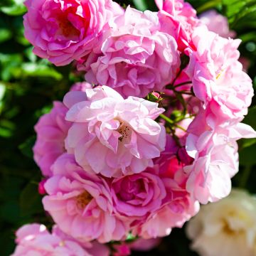 Roseira trepadeira Lavender Siluetta