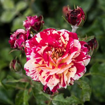 Roseira floribunda Abracadabra