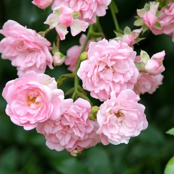 Roseira padrão The Fairy