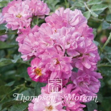 Roseira miniatura Garden Party - Rosa