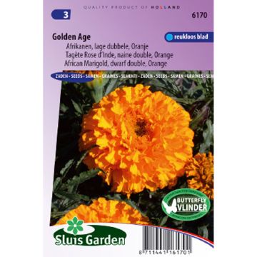 Cravo-túnico anão Golden Age em sementes - Tagetes erecta nana