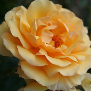 Roseira floribunda Amber Queen