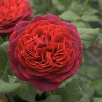 Roseira de flor grande Astrid Grafin von Hardenberg
