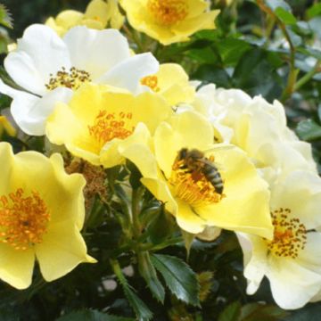 Roseira floribunda Bee Gold
