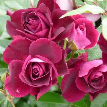 Roseira floribunda Burgundy Ice
