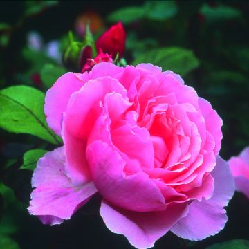 Roseira inglesa Brother Cadfael