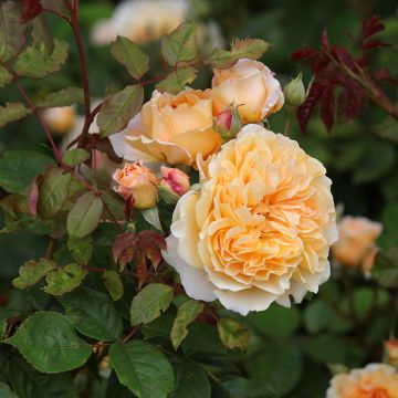 Roseira inglesa Crown Princess Margareta