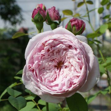 Roseira inglesa Spirit of Freedom