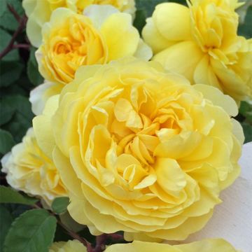 Roseira inglesa The Poet's Wife