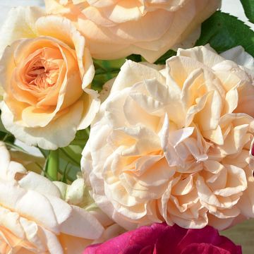 Roseira paisagística Amber Voluptia