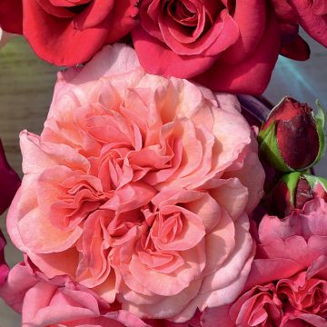 Roseira paisagística Pink Voluptia