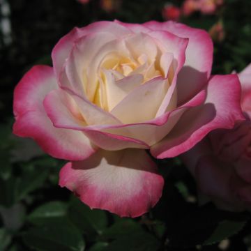 Roseira floribunda Minuette