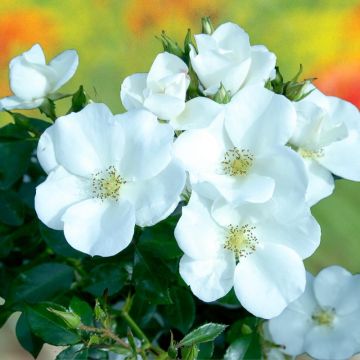 Roseira floribunda Escimo