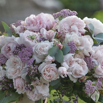 Roseira perfumada Parfuma Catherine de Medicis