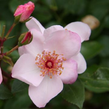 Roseira floribunda Astronomia