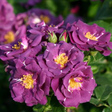 Roseira floribunda Rhapsody in Blue