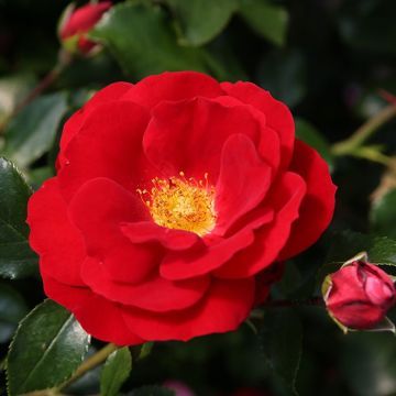Roseira floribunda Rigo Rosen Caracho
