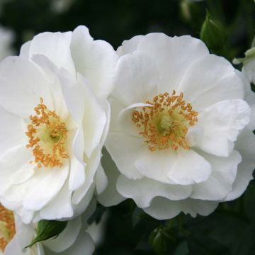 Roseira floribunda Rigo Rosen Innocencia