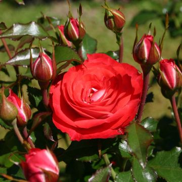 Roseira floribunda Rigo Rosen Princesse Disney