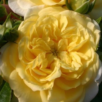 Roseira floribunda Rigo Rosen Solero