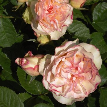 Roseira padrão Perfume Kisses