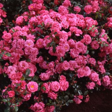 Roseira floribunda Urban Streetlight Rekord® Pink Emely®