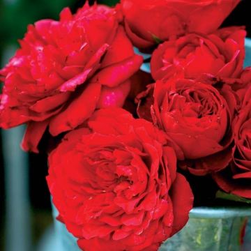 Roseira perfumada Generosa Zayed of Abu Dhabi