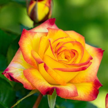 Roseira floribunda Planter's Punch®