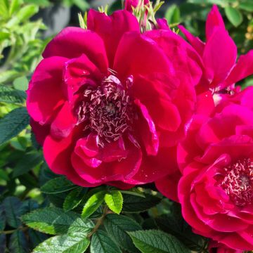 Roseira floribunda TAKE IT EASY® Red