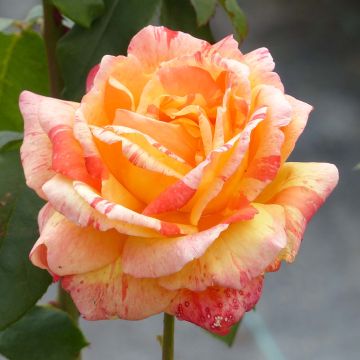 Roseira de flor grande André Willemse