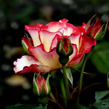Roseira floribunda Betty Boop