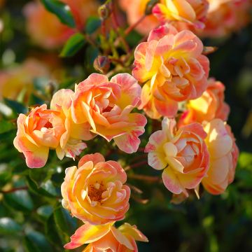 Roseira floribunda Bees Paradise Fruity
