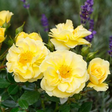 Roseira floribunda Bees Paradise Yellow