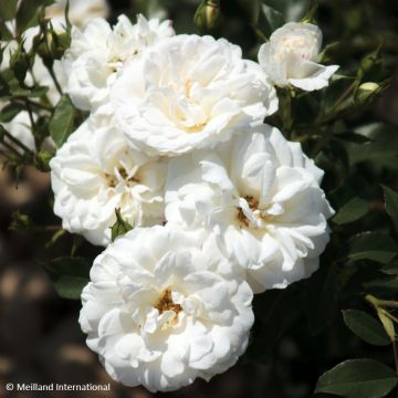 Roseira floribunda Carte Blanche Roseira floribunda Carte Blanche