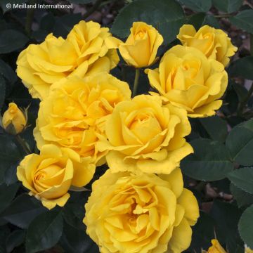 Roseira floribunda Carte d'Or