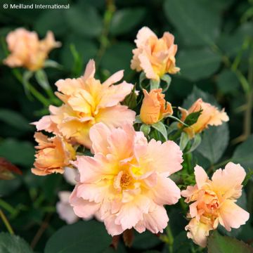 Roseira floribunda Flame Origami