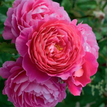 Roseira floribunda Folle Courtisane