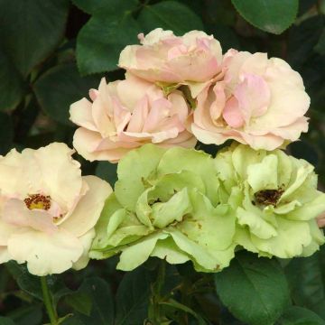 Roseira floribunda Greensleeves