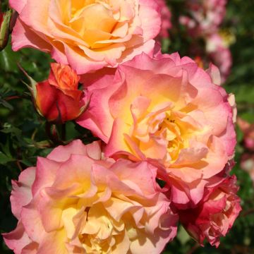 Roseira floribunda Hedge Charmers