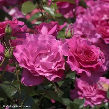 Roseira floribunda Manou Meilland